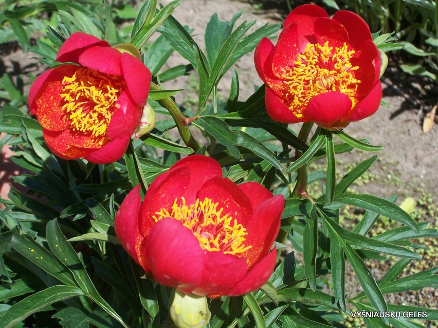 Flora
